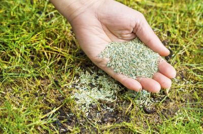 Improves yard appearance.
