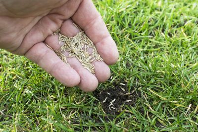 Bermuda Grass Seeding in Honolulu, HI