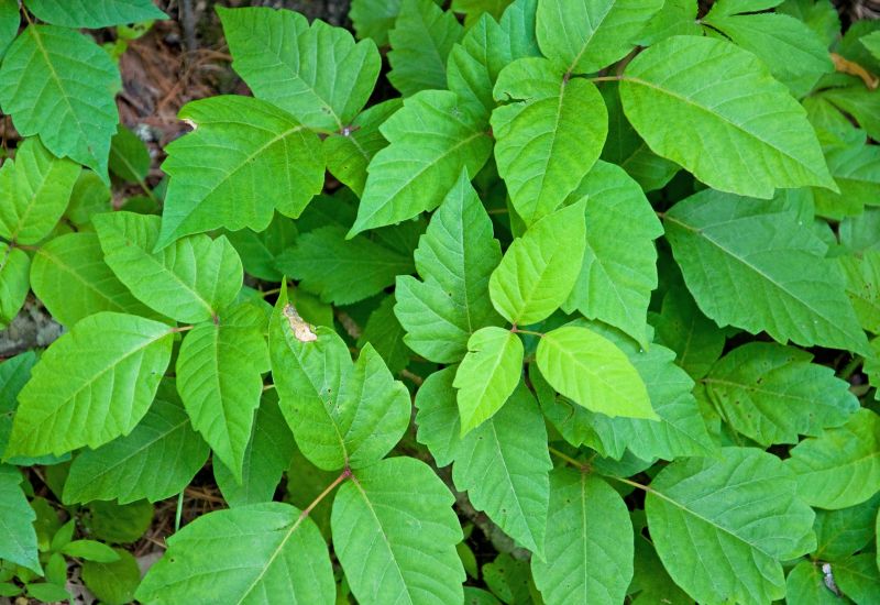 Poison Ivy Removal in Bel Air, MD
