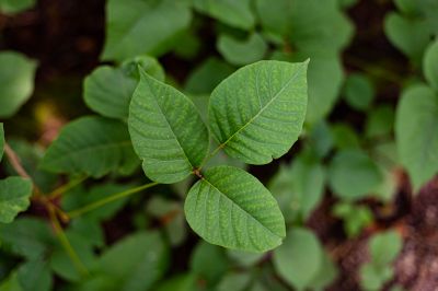 Poison Ivy Removal in Harford County, MD
