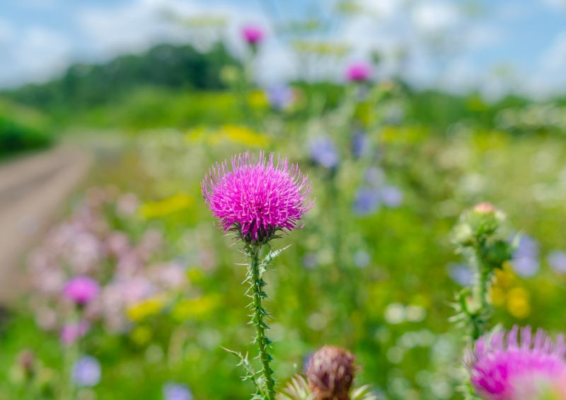 Thistle Treatment in Ventura County, CA
