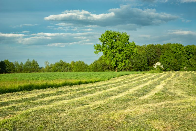 Vacant Lot Mowing in Calvert County, MD