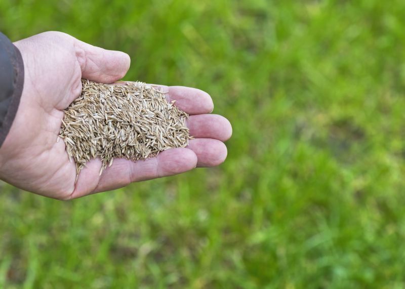 Fall Lawn Seeding in Ventura County, CA