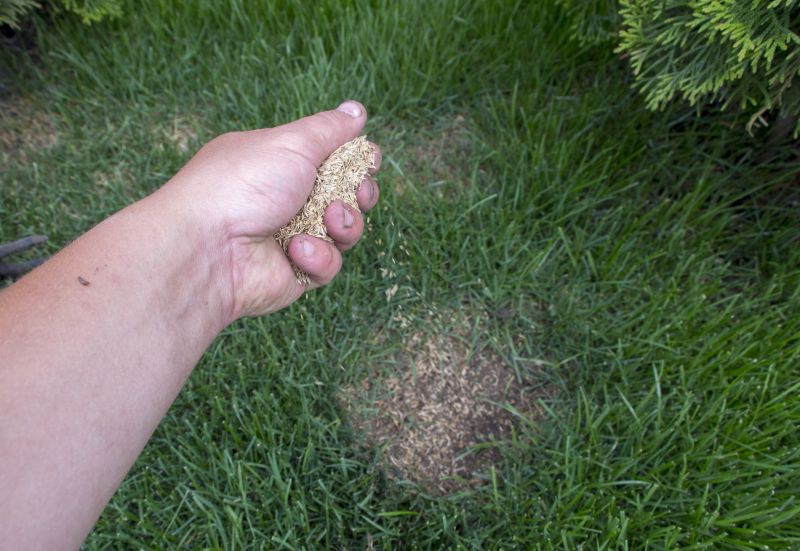 Fall Lawn Seeding in Ventura County, CA