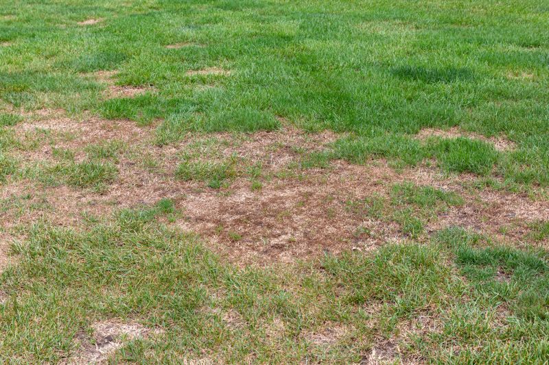 Repaired Lawn Before and After
