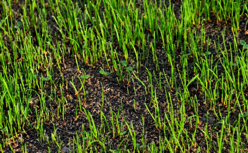 Healthy, Rejuvenated Lawn