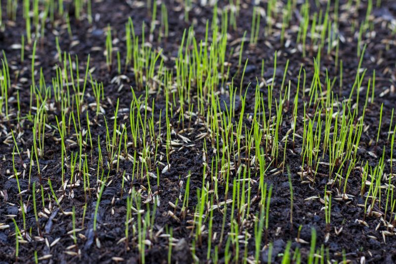 Grass Seeding Service in Ventura County, CA
