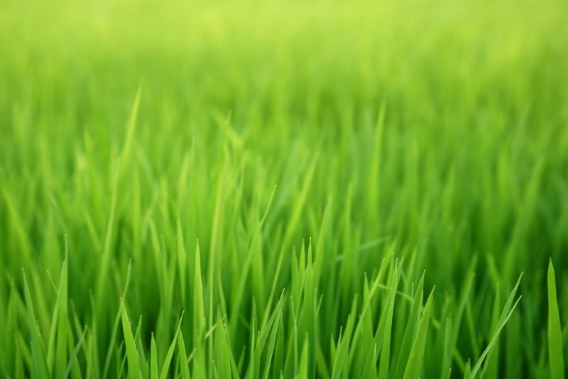 Lawn Seeding in Honolulu, HI