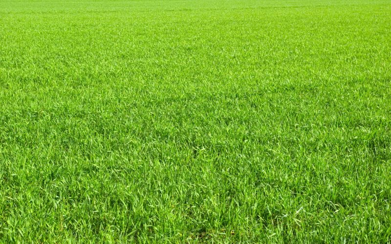 New Construction Lawn Seeding in Ventura County, CA