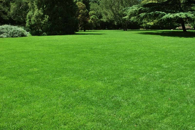 New Lawn Seeding in Ventura County, CA