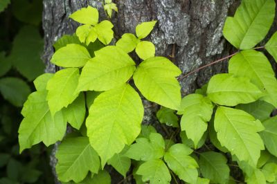 Poison Ivy Removal in Burlington County, NJ