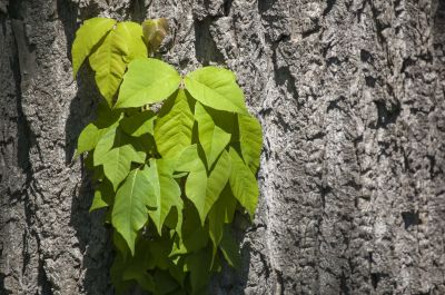 Poison Oak Removal in Lancaster County, PA