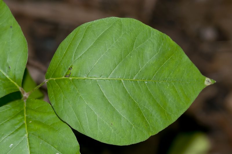Poison Oak Removal in Honolulu, HI
