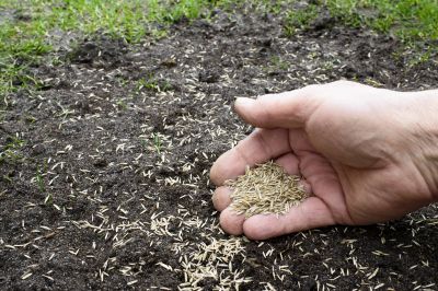 Residential Grass Seeding in Honolulu, HI
