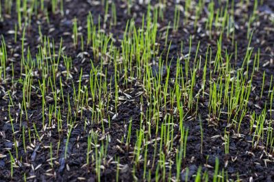 Residential Lawn Seeding in Honolulu, HI