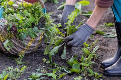 Rock Bed Weeding in Aiken, SC