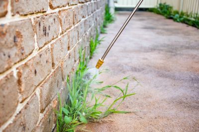 Thistle Treatment in Rockwall, TX