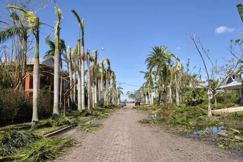 Tree Debris Removal in Honolulu, HI